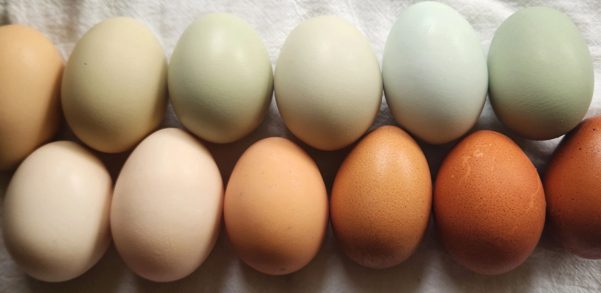 Cracking the Colorful Code: The Genetics of Egg Shell Hues